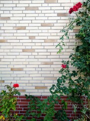 Fototapeta na wymiar red yellow brick wall with roses