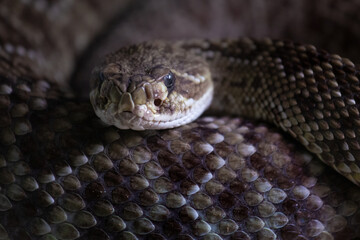 Mexican West Coast Rattlesnake. Crotalus basiliscus.