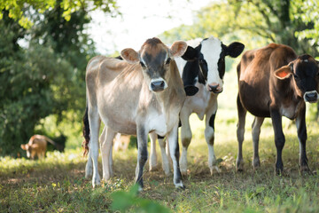 A group of young cows in the meadow. Dairy cows.