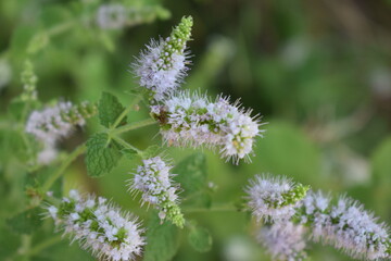 Purple flowers of apple mint (Mentha suaveolens)  © furiarossa