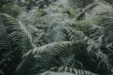 fern in the forest