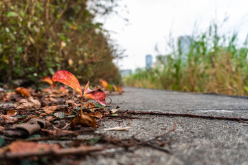 Small red flower growing on cement and fallen leaves