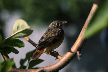 bird close up sitting on a branch