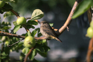 bird on a branch