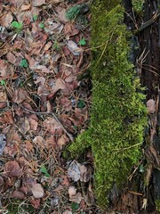 a tree covered with moss lies in the forest on the ground