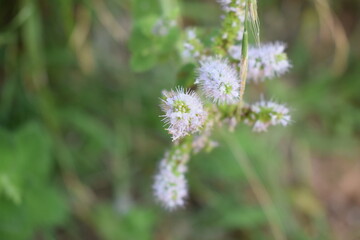 Purple flowers of apple mint (Mentha suaveolens)  © furiarossa