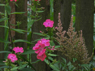 Obraz premium flowers in the garden on the homestead.