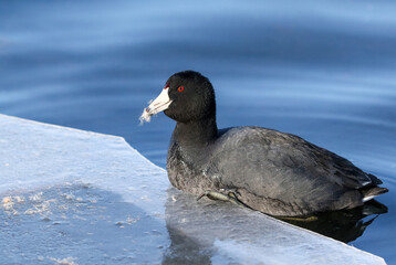 An American Coot looks happy with a snack of feathers found  on the icy edge of a lake in Wintertime.
