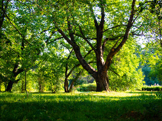 Obraz premium Park in the evening sun