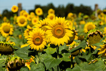 Obraz premium Yellow sunflower with green leaves in the field. Selected focus on nearest flower
