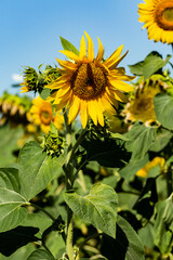 Yellow sunflower with green leaves in the field. 