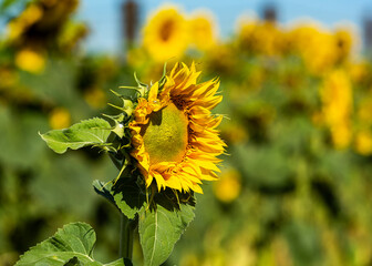 Yellow sunflower with green leaves in the field. 