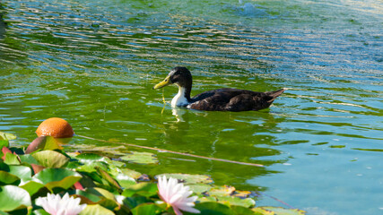 duck swims in a pond with blooming water lilies during the day, in summer