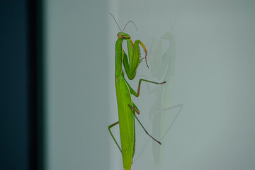 Vendée, France, A praying mantis (Mantis religiosa) on a light background, looks at its reflection in the glass.