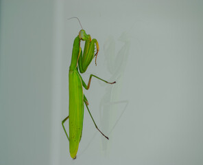 Vendée, France, A praying mantis (Mantis religiosa) on a light background, looks at its reflection in the glass.