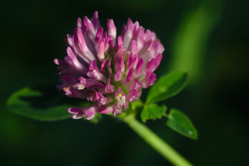 close-up : the head of a beautiful summer flower