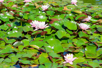 summer lake with water-lily flowers on blue water