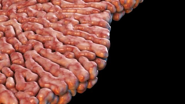 Moving organic brain texture. Abstract creeping organic mass in the form of convolutions of the brain or intestines. Flesh-colored organics with blood vessels filling the entire screen.