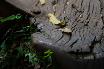 Leaf on the botanical Garden Inhotim
