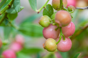 Pink lemonade blueberry