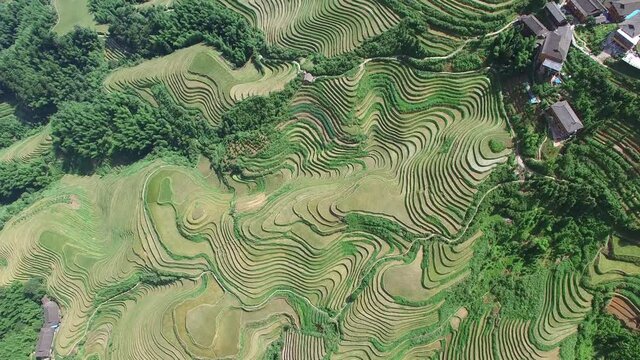 AERIAL OVERHEAD FLY OVER OF DRAGON BACKBONE MOUNTAIN RICE TERRACES IN CHINA