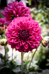 pink dahlia flower