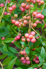 Pink lemonade blueberry