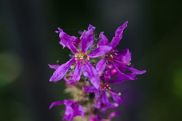 close-up : the head of a beautiful summer flower