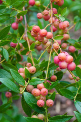 Pink lemonade blueberry