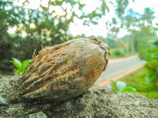 Arecanut in the rock