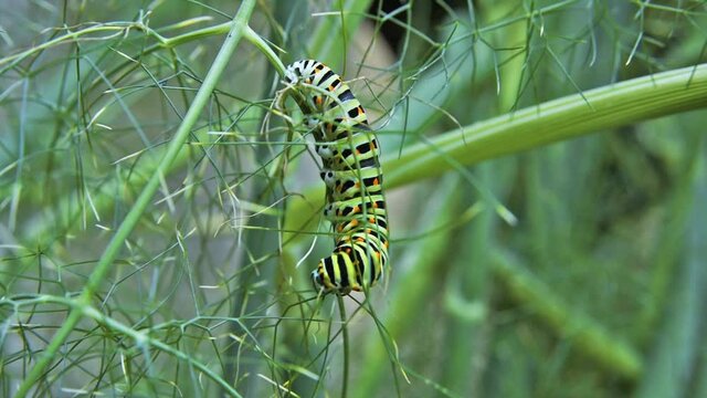Macro footage of Caterpillar of Papilio Machaon (swallowtail caterpillar) feeding on Fennel branches.