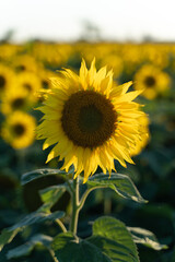 Fototapeta premium photos of sunflowers 