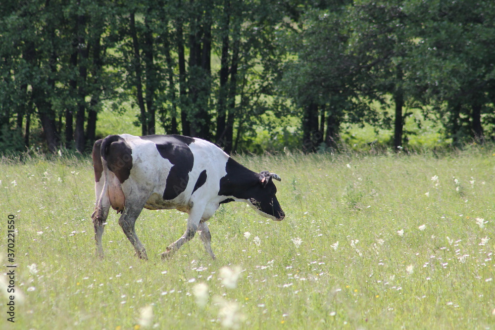 Wall mural cow on the meadow