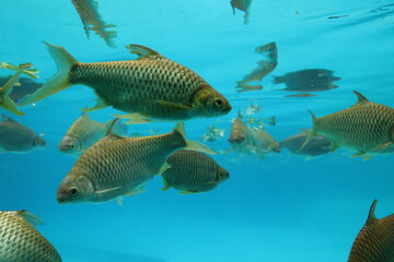 Herds of fish swim for food