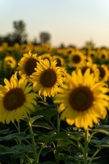 photos of sunflowers 