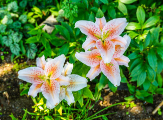 Spotted Flowers Close-up 3