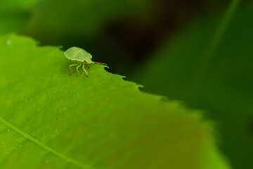 green bug on a leaf
