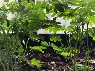 Sensitive plant in window box