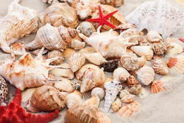 Seashells on the sand, summer beach tropical background travel concept with copy space for text