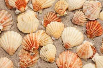 Seashells on the sand, summer beach tropical background travel concept with copy space for text