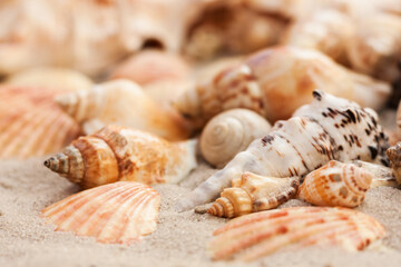 Obraz na płótnie Canvas Seashells on the sand, summer beach tropical background travel concept with copy space for text