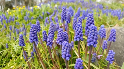 Grape hyacinth
