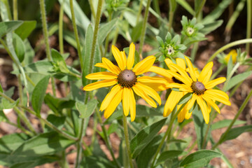 Rudbeckia flowers