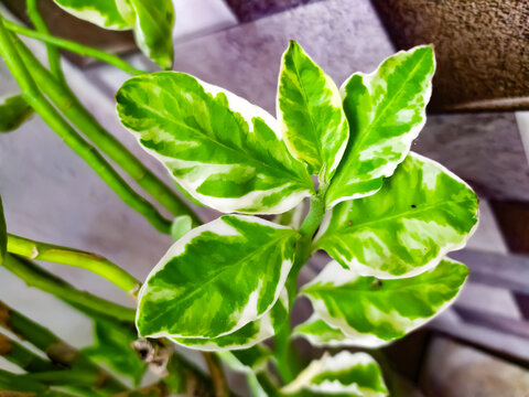 green white Pedilanthus tithymaloides or Euphorbia tithymaloides leafs in a blur background