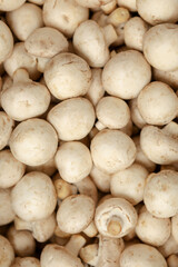 small round white cultured mushrooms. close-up. concept of the harvest season. Flat lay
