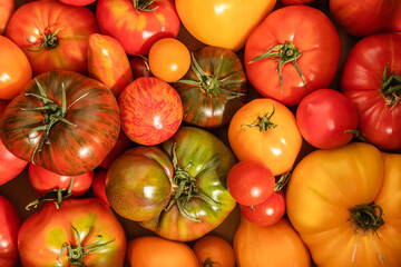 assortment of bright, ripe, multi-colored tomatoes. close-up. concept of the harvest season