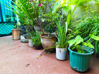 various types of plants has been planted in pots at home in rainy season
