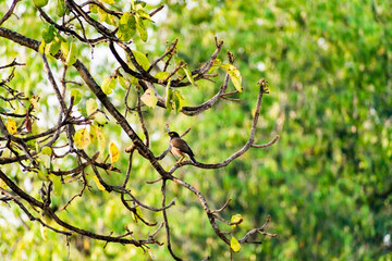 Indian bird Common Myna seat on a tree branch with greenery blur background.
