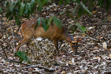 Southern Red Muntjac - Muntiacus muntjak, beatiful small forest deer from Southeast Asian forests and woodlands, Sri Lanka.