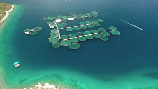 Aerial drone photo of large fish farming unit of sea bass and sea bream in growing cages in calm waters of Mediterranean destination